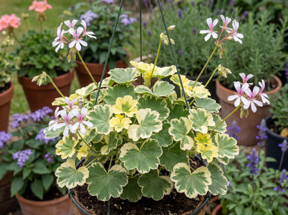 Creamy Nutmeg Geranium