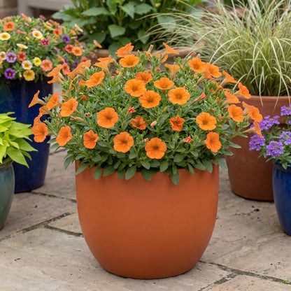 Inferno The Orange! Petunia
