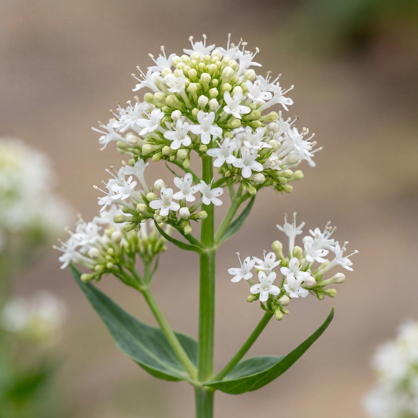 Albus White Valerian