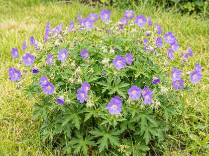 Brookside Cranesbill Geranium