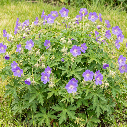 Brookside Cranesbill Geranium