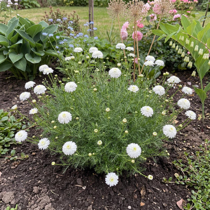 Flore Pleno Chamomile foliage forms a low apple-scented mat on green and purple-tinged trailing stems