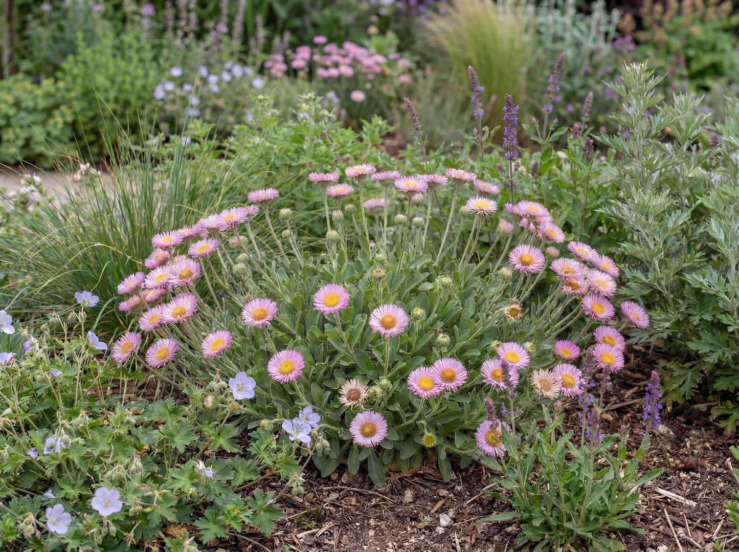 Sea Breeze Seaside Daisy Erigeron