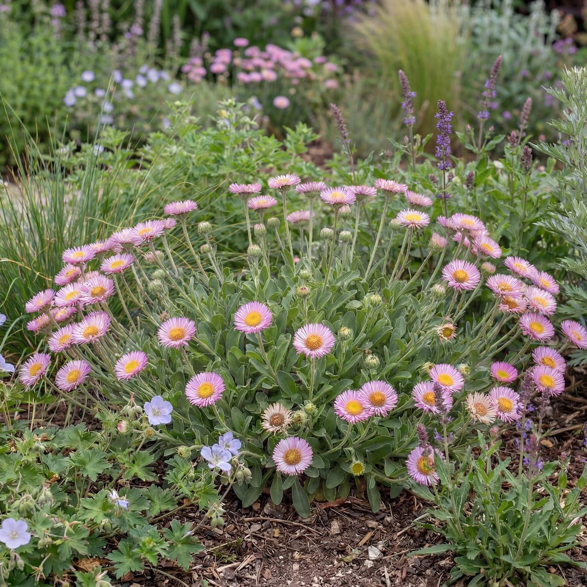 Sea Breeze Seaside Daisy Erigeron