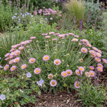 Sea Breeze Seaside Daisy Erigeron