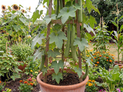 Luffa Gourd