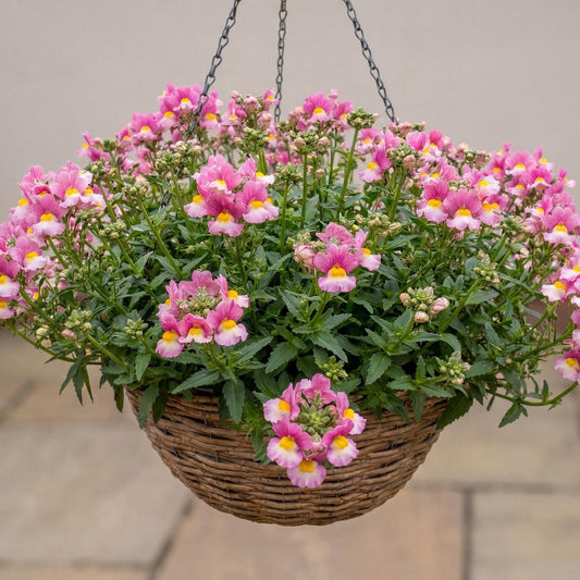 Pinkberry Nemesia