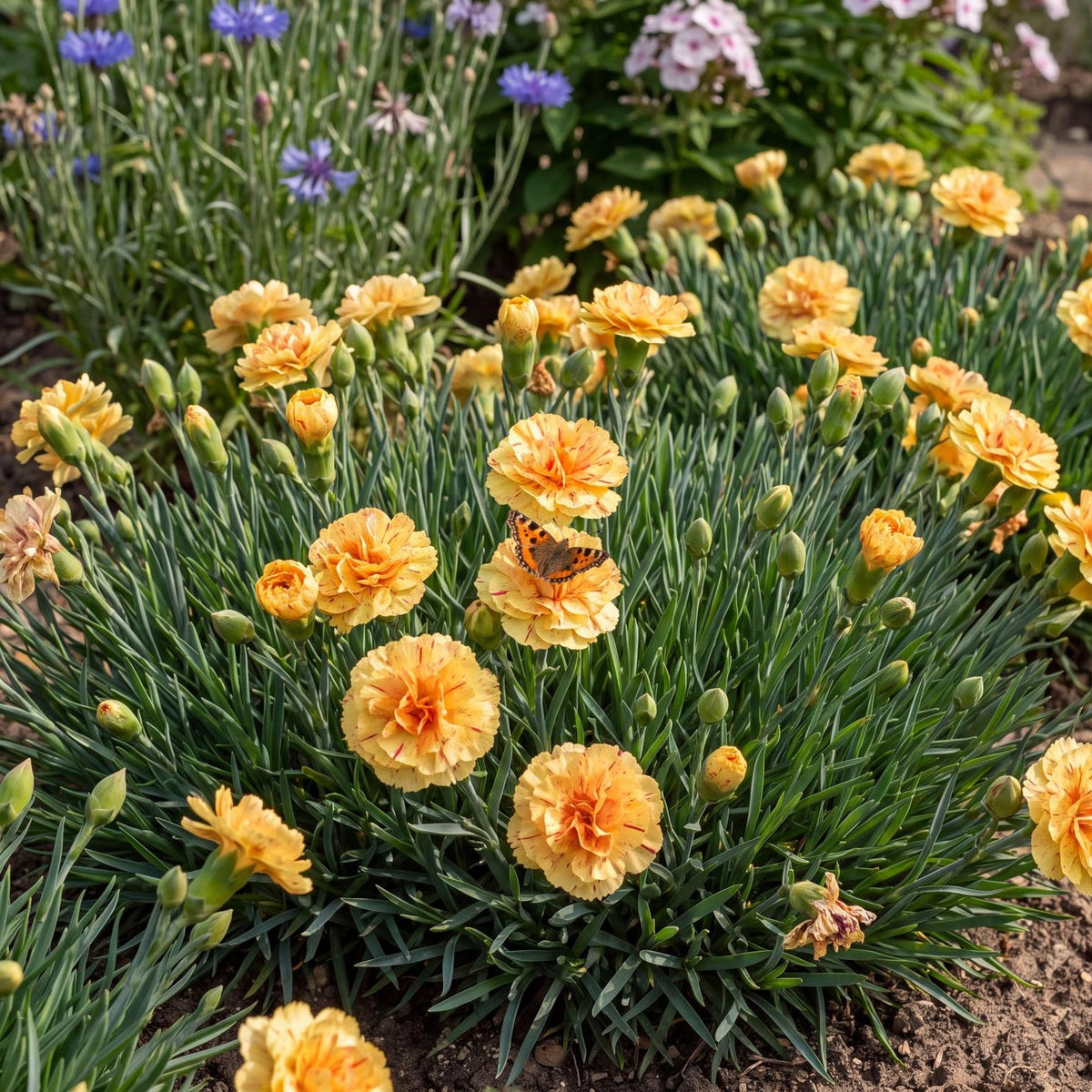 Odessa Bling Bling Dianthus in a 4-inch pot, a compact green mound with double yellow, orange-centered flowers