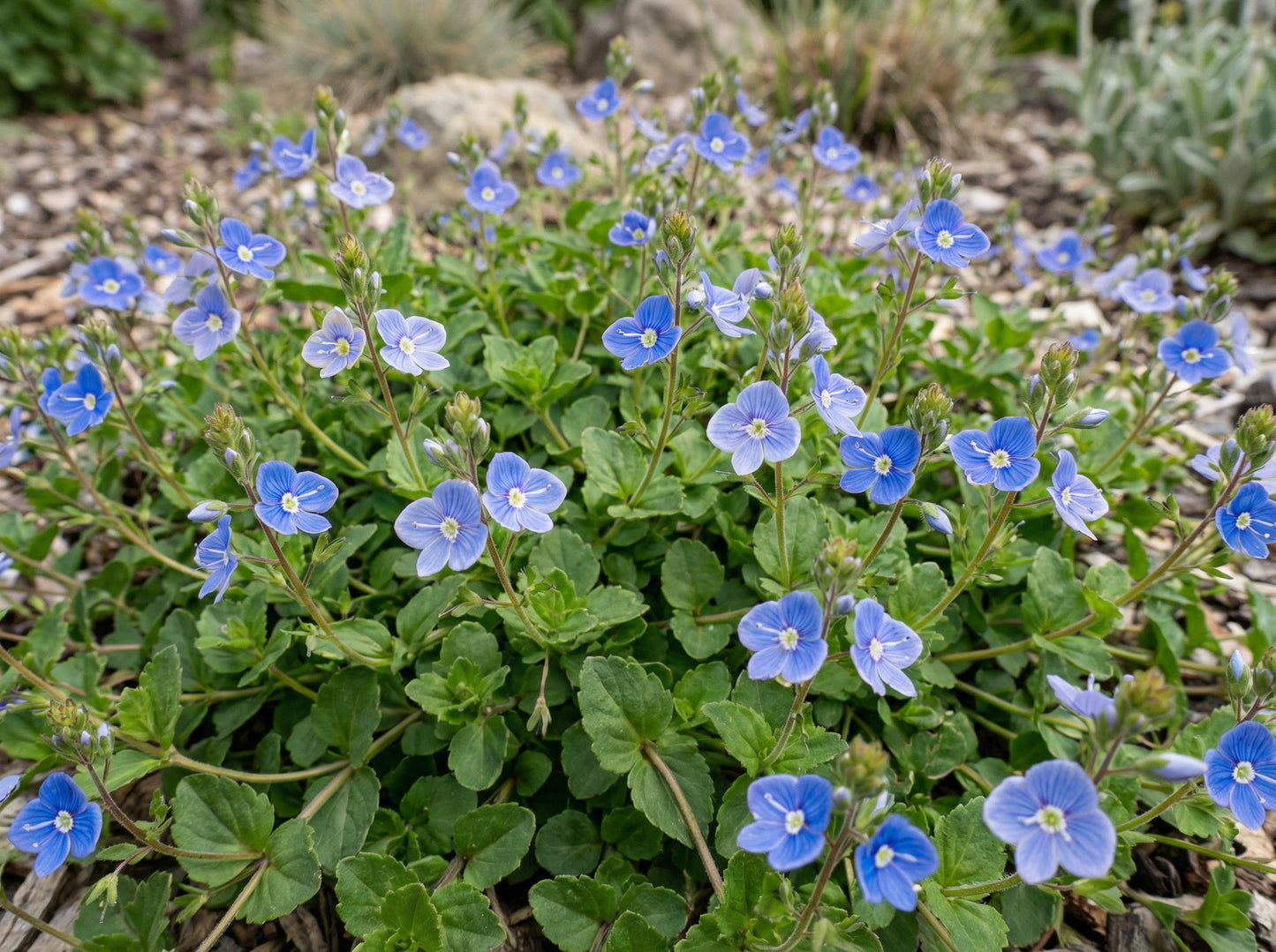 Georgia Blue Speedwell
