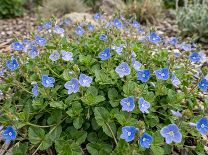 Georgia Blue Speedwell