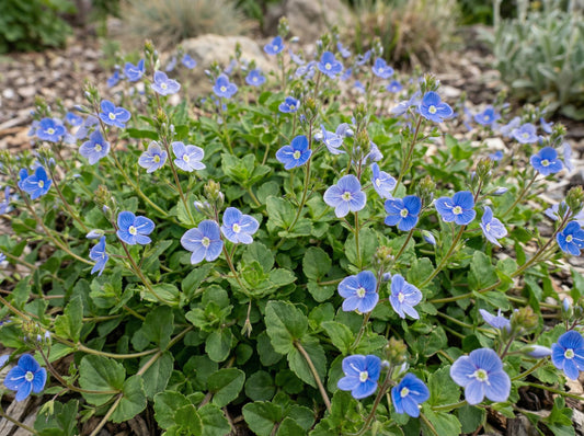 Georgia Blue Speedwell