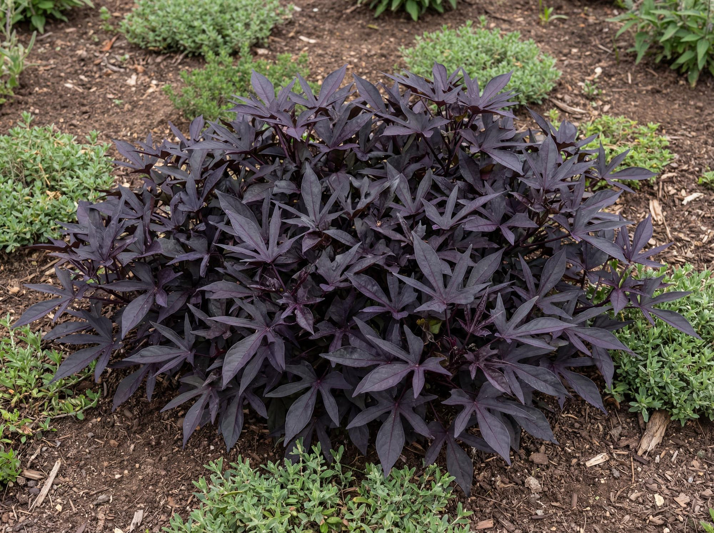 Blackie Sweet Potato Vine