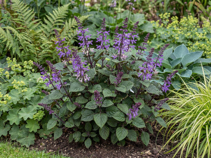 Magic Mona Purple Plectranthus