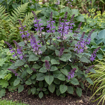 Magic Mona Purple Plectranthus