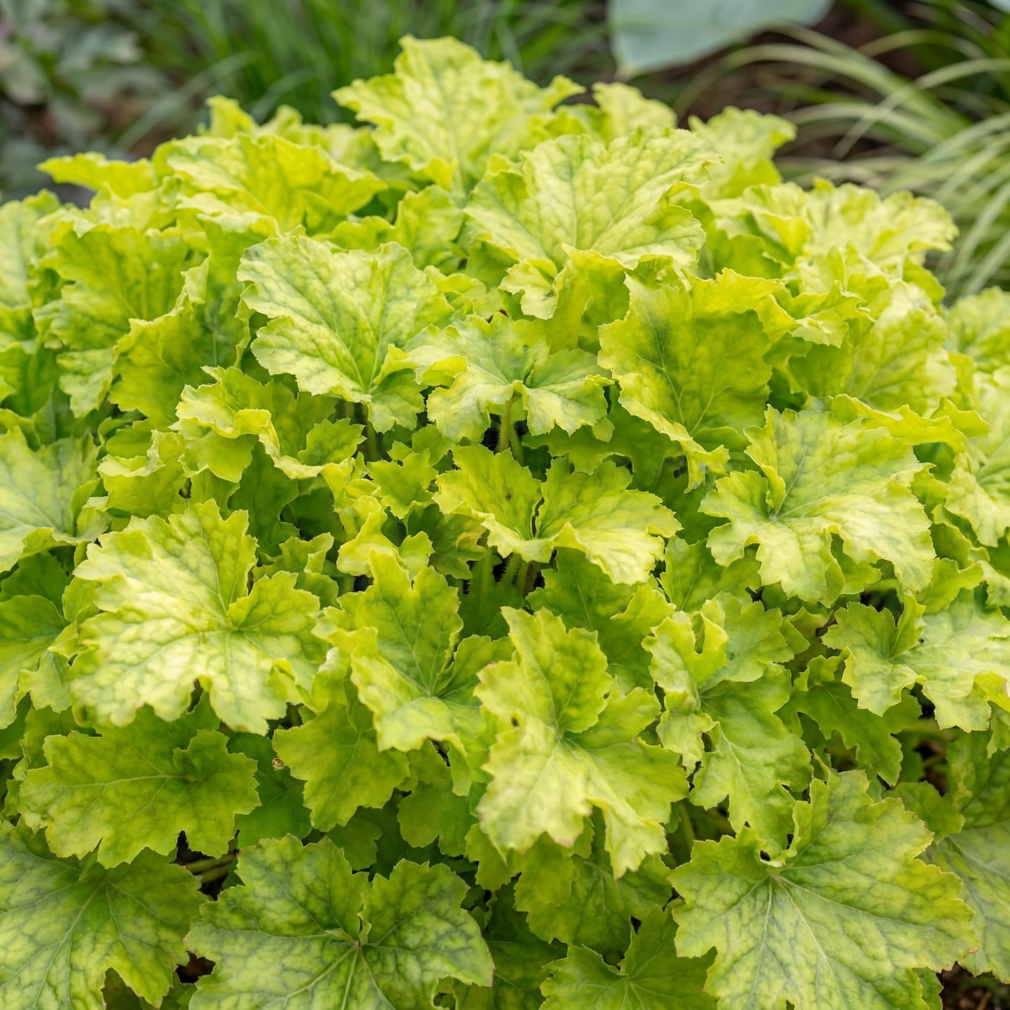 Lime Ruffles Heuchera