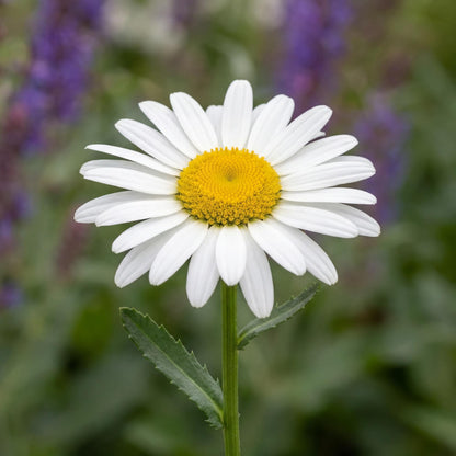 Lucille Chic Shasta Daisy