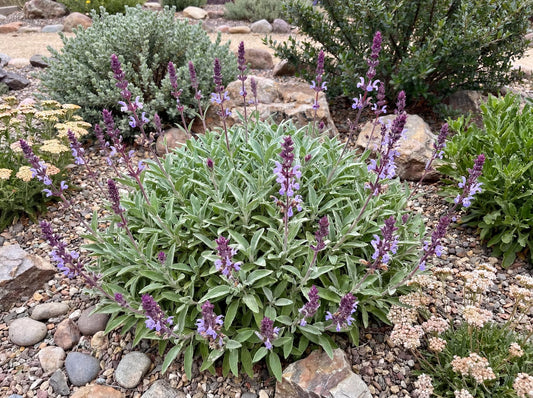Bee's Bliss Sage