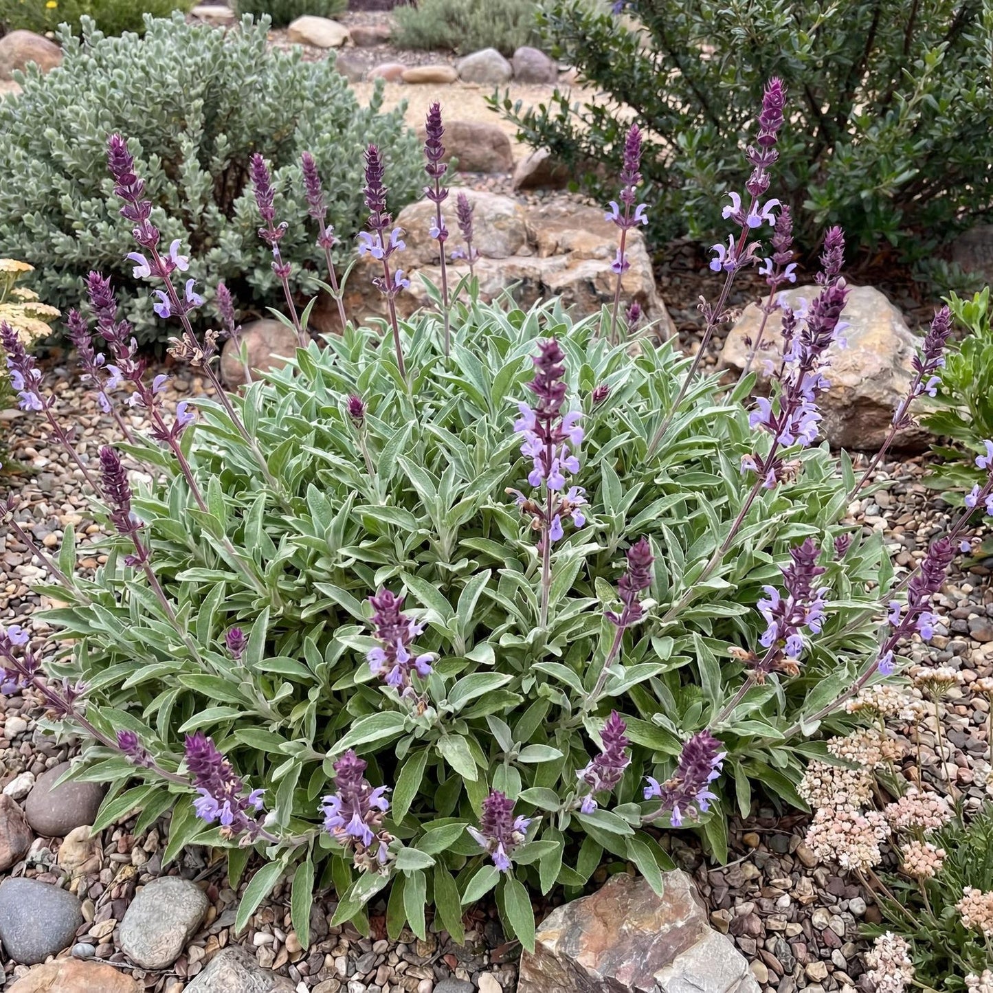 Bee's Bliss Sage