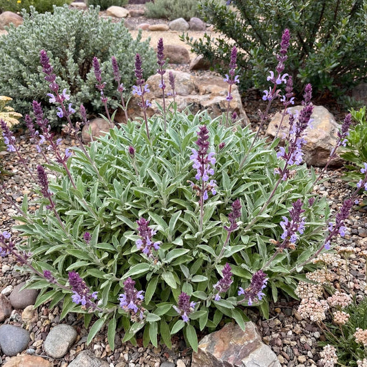 Bee's Bliss Sage