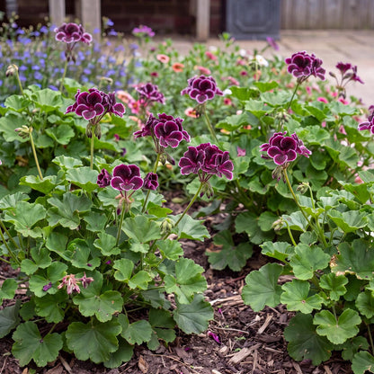 Aristo Black Beauty Geranium