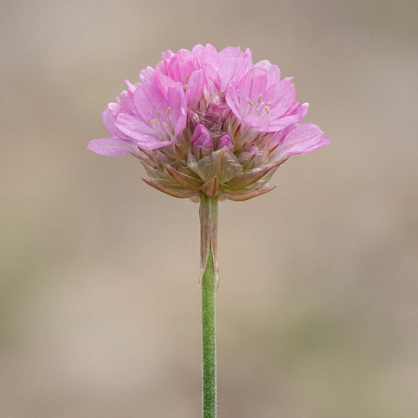 Nifty Thrifty Sea Thrift Armeria