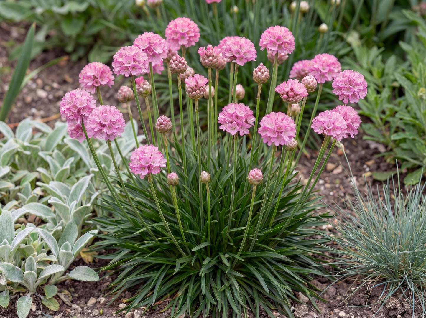 Daydream Dreameria Sea Thrift