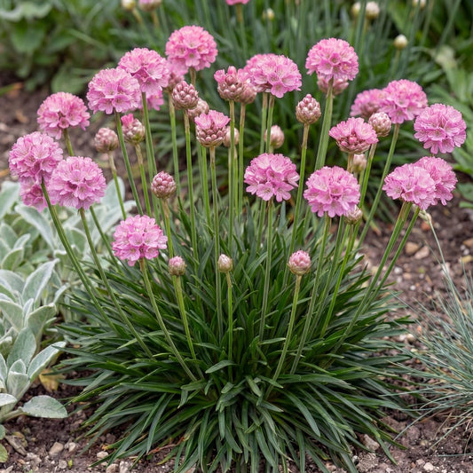 Daydream Dreameria Sea Thrift