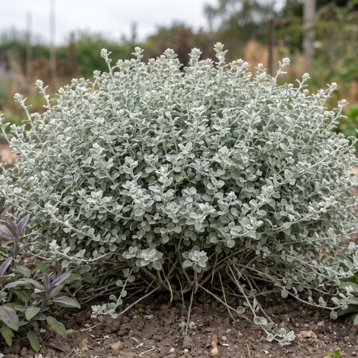 Petite Licorice Helichrysum