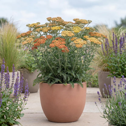 Terracotta Yarrow