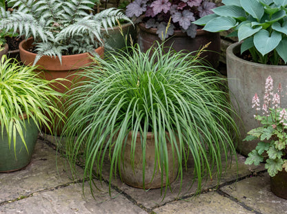 Ribbon Falls Carex