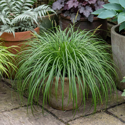 Ribbon Falls Carex