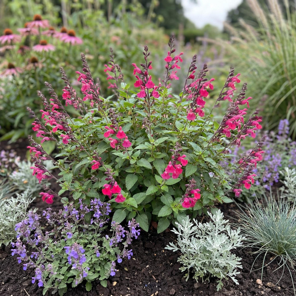 Cool Pink Salvia