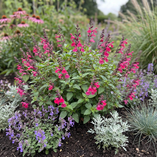 Cool Pink Salvia
