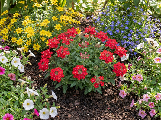 Vanessa Compact Red Verbena