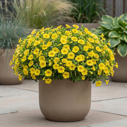 Yellow Trailing Million Bells