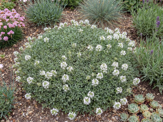 Albus White Creeping Thyme