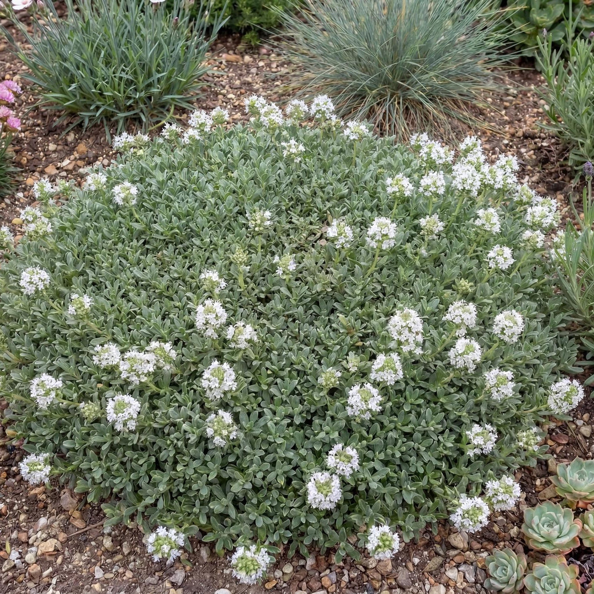 Albus White Creeping Thyme