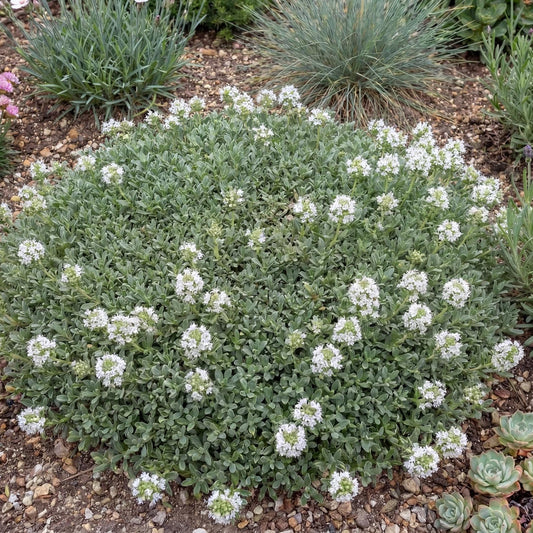 Albus White Creeping Thyme