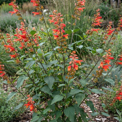 Ember's Wish Salvia