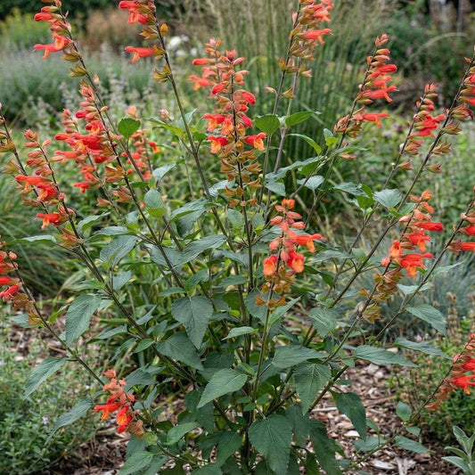 Ember's Wish Salvia