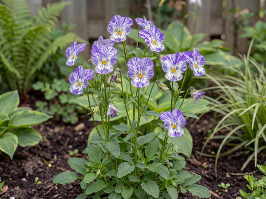 Columbine Faded Purple Floral Viola