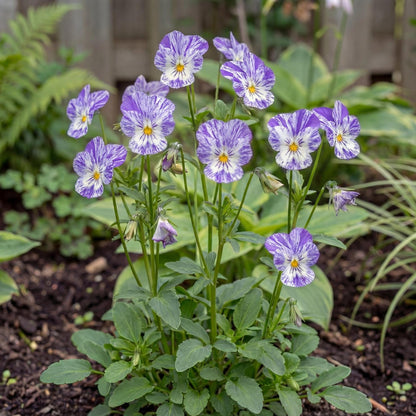 Columbine Faded Purple Floral Viola