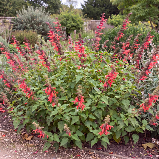 John Whittlesey Salvia in a 4-inch pot, a bushy green plant that carries tall spikes of salmon-red flowers