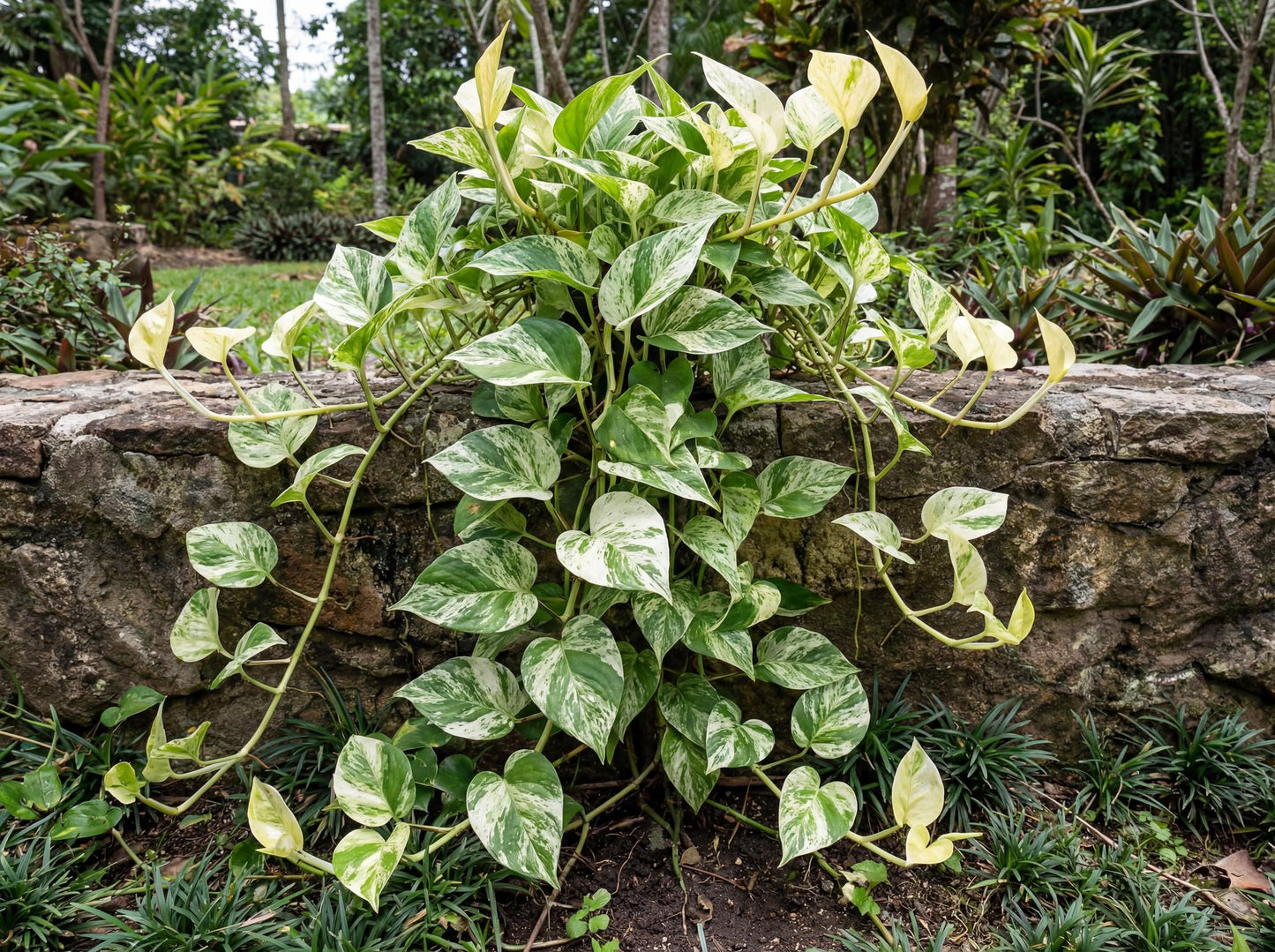 Marble Queen Pothos
