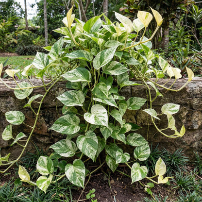Marble Queen Pothos