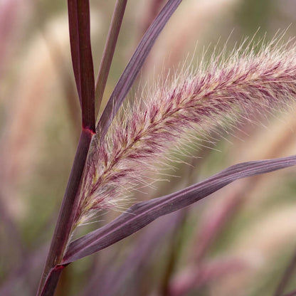 Rubrum Purple Fountain Grass