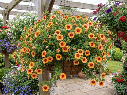 Orange Red Eye MiniFamous Neo Calibrachoa