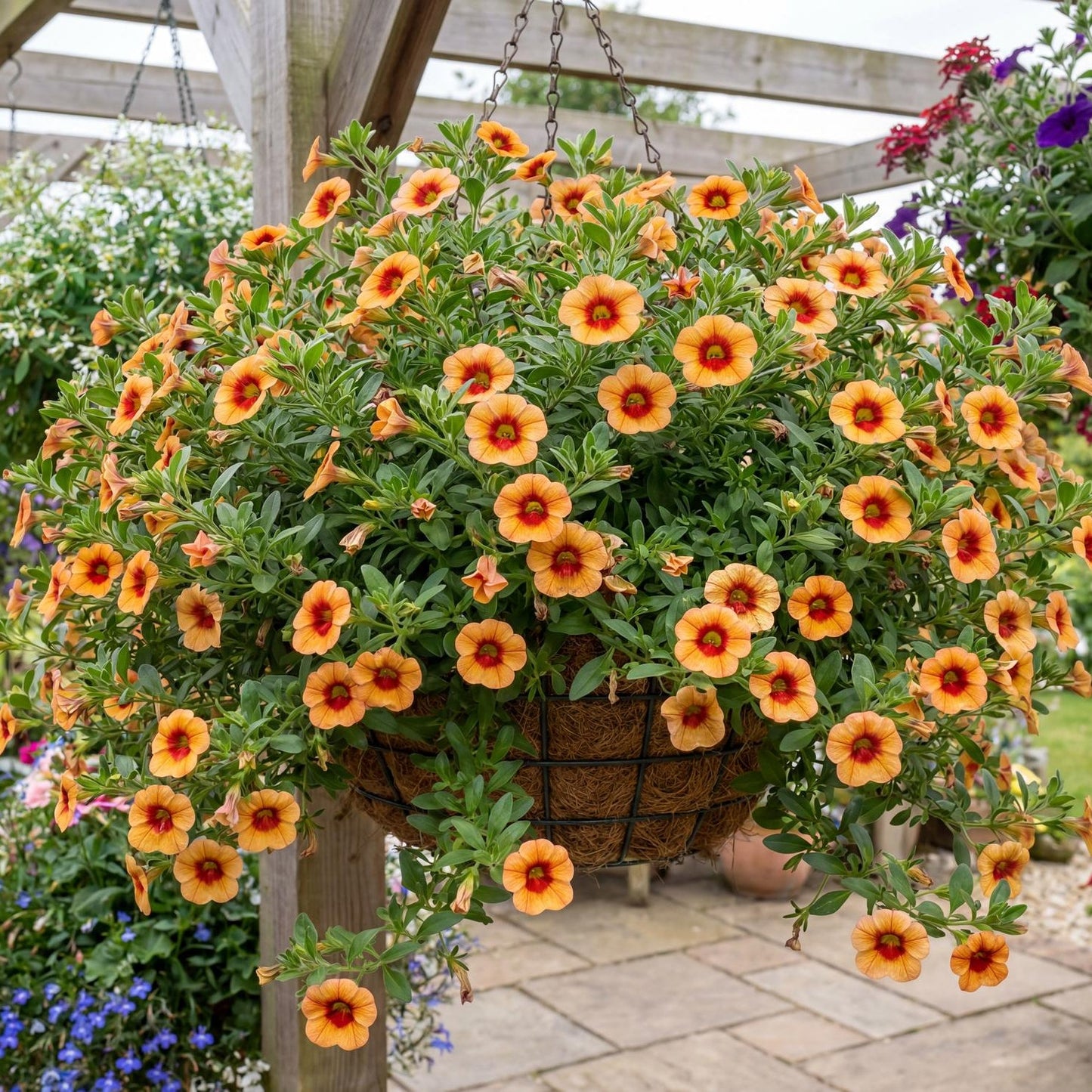 Orange Red Eye MiniFamous Neo Calibrachoa