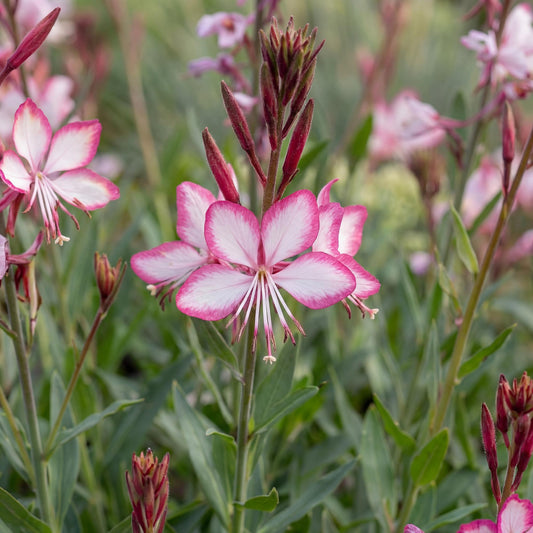 Rosy Jane Gaura