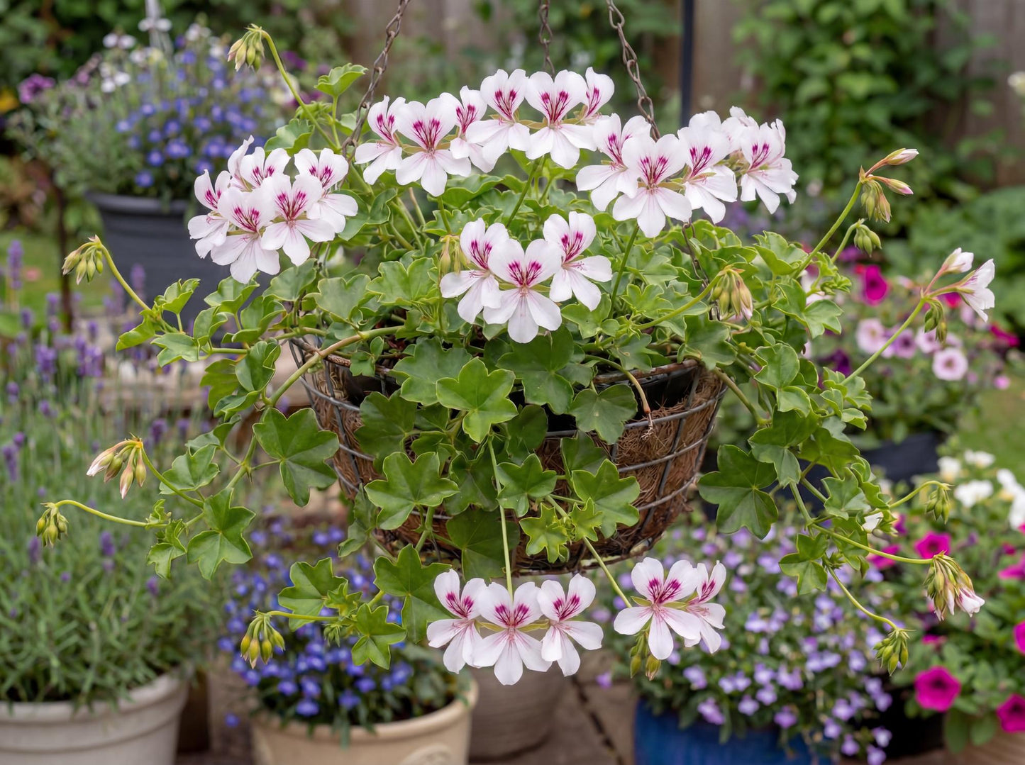 Cascade White Geranium